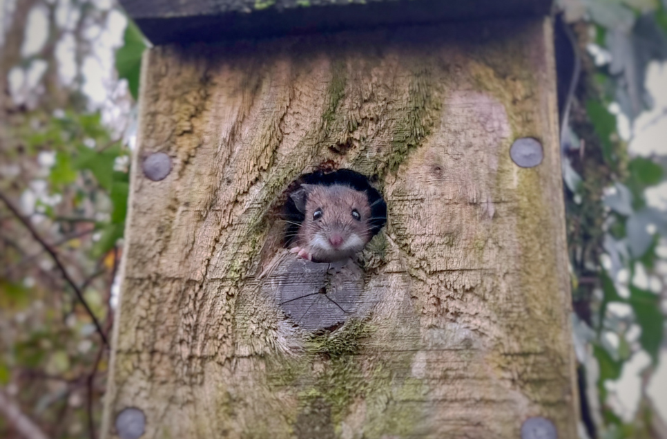 Yellow-Necked Mouse, Golden Plover, Goshawk, and some stunning Scarlet Elf Cups